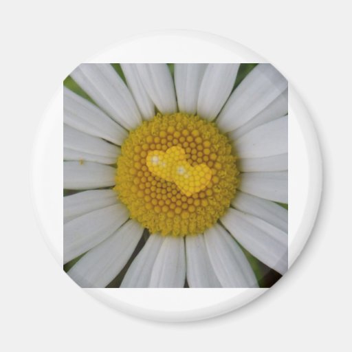 Two hearts on marguerite refrigerator magnet