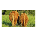 Two Highland Cattle Rears in Upper Austria Custom Photo Card