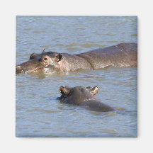 Two hippos in a river, Kruger National Park, Magnet