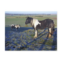 Two horses on Hackpen hill in North Wiltshire Post Card