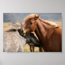 Two horses Poster