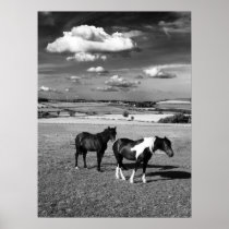 Two Horses Print