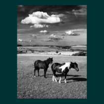 Two Horses posters