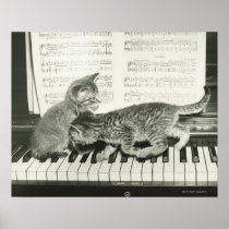 Two kitten playing on piano keyboard, (B&W) Posters