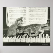 Two kitten playing on piano keyboard, (B&W) Posters