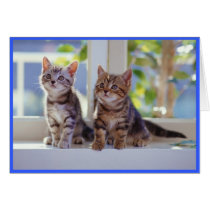 Two Kittens