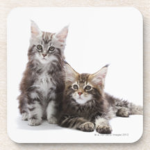 Two kittens of Maine coon cat Drink Coasters