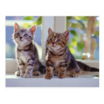 Two Kittens Post Cards