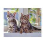 Two Kittens postcards