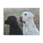 Two Labs Postcard
