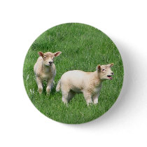 Two Lambs Pinback Button