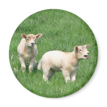 Two Lambs Magnets