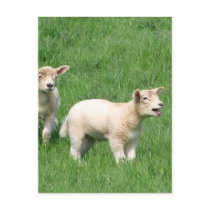 Two Lambs Post Cards