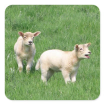 Two Lambs Square Stickers