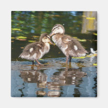 Two Little Duckies Magnets