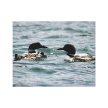 Two loons and two babies stretched canvas prints