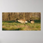 Two Loving Geese Feeding in the Field posters