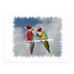 Two macaw Santas Postcard