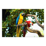 Two Macaws Print photography