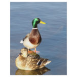 Two mallards flyers
