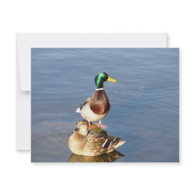 Two mallards announcement by A_Phoenix