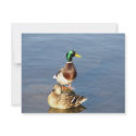 Two mallards invitations