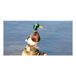 Two mallards photo cards