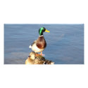 Two mallards photo cards
