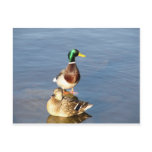 Two mallards postcards