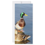 Two mallards rack cards