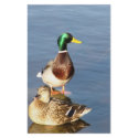 Two mallards stationery