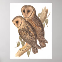 Two Masked Barn Owls Posters