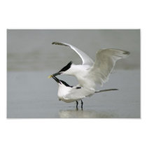Two Mating Sandwich Terns