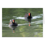 Two Moorhens cards