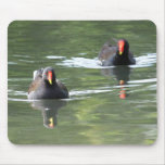Two Moorhens mousepads