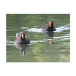 Two Moorhens postcards
