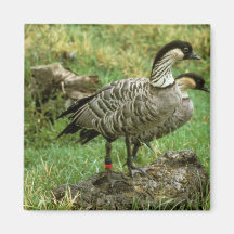 Two Nene Geese (Hawaiian Species) Magnet