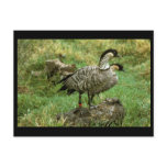 Two Nene Geese (Hawaiian Species) postcards