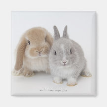 Two Netherland Dwarf and Holland Lop bunnies Magnet