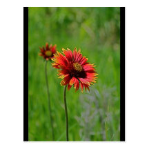 Two of a Kind Postcards