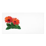 Two Orange Gerbera Daisies Photo Greeting Card
