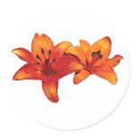 Two Orange Lilies Stickers