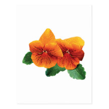 Two Orange Pansies Post Card