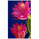 Two orchid cactus blooms  flowers t-shirts