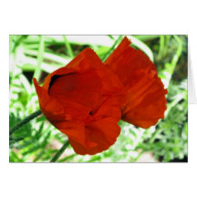 Two Oriental Poppies Card