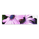 Two Osteospermum bumper stickers
