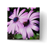 Two Osteospermum buttons