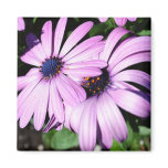 Two Osteospermum magnets