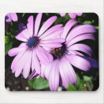 Two Osteospermum mousepads