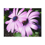 Two Osteospermum postcards